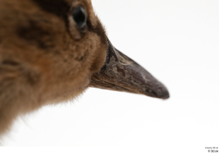 Wild duck Anas platyrhynchos beak head 0003.jpg
